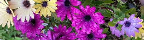 色とりどりの花