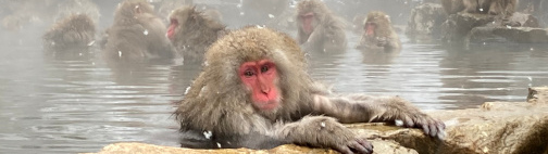 Snow Monkey